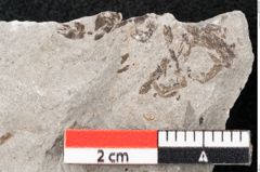 Foto (Detailansicht) von Pinus sp. (NHMW-GEO-2024-0188-6676)